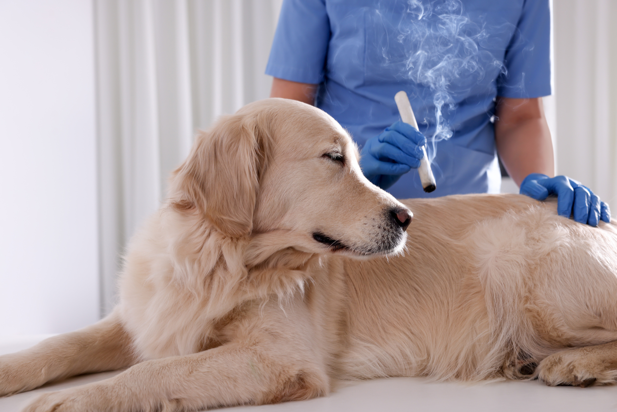 Veterinary Holding Moxa Stick near Cute Dog in Clinic, Closeup.